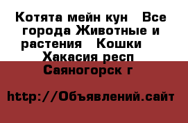 Котята мейн кун - Все города Животные и растения » Кошки   . Хакасия респ.,Саяногорск г.